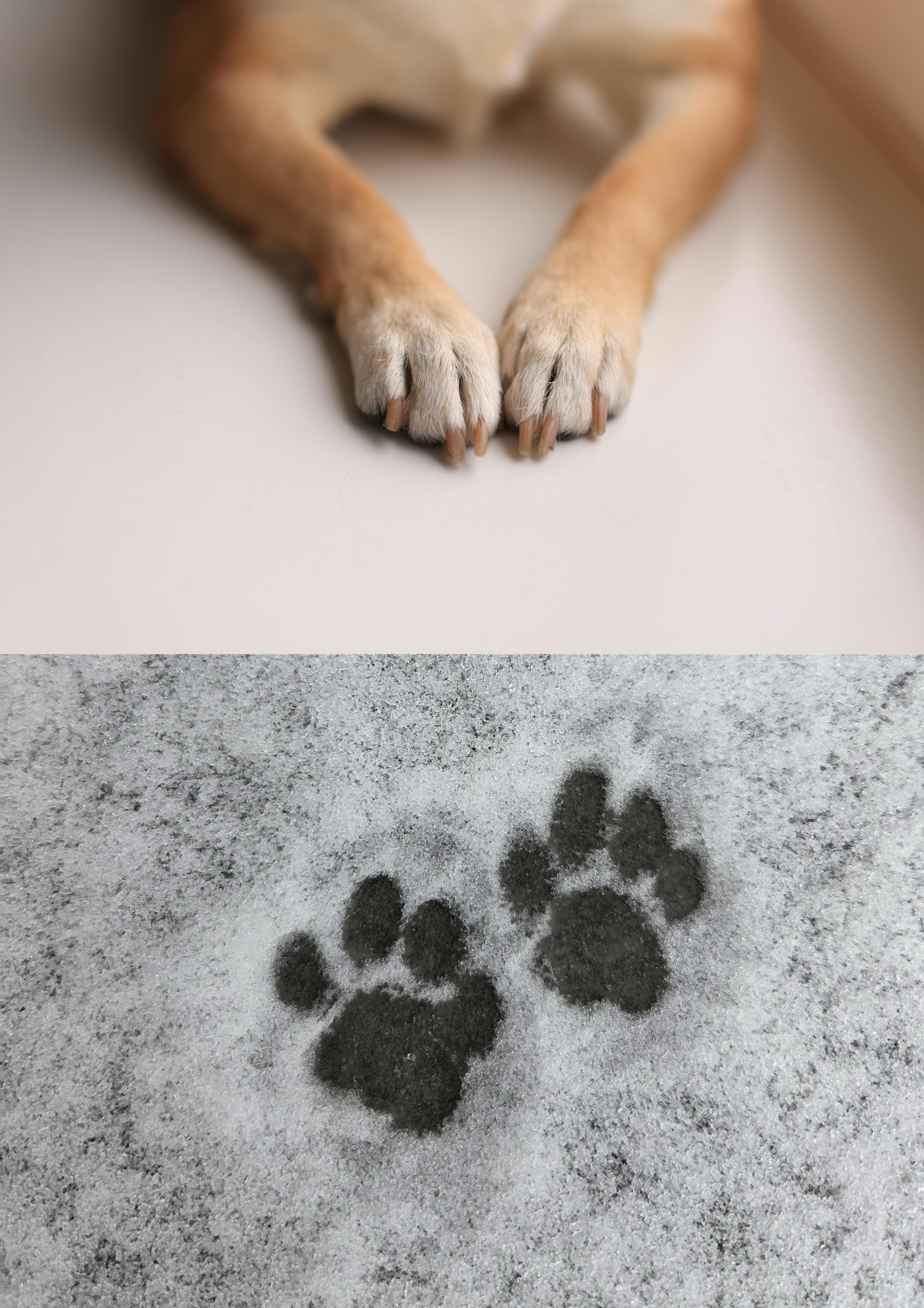 Downloadable Documents, AHC Application Forms and Pet Bereavement Resources