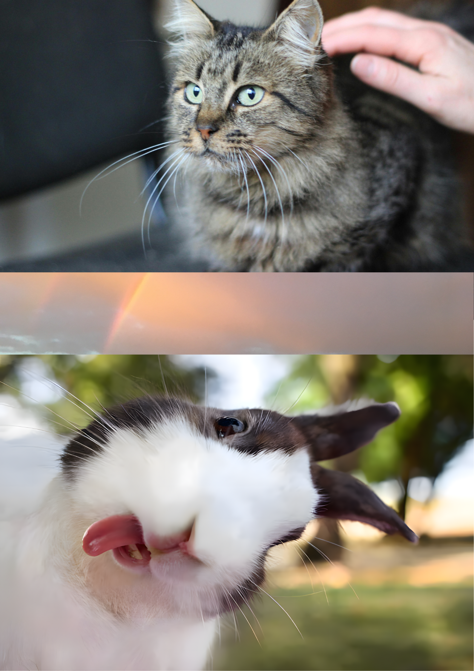 Downloadable Documents, AHC Application Forms and Pet Bereavement Resources