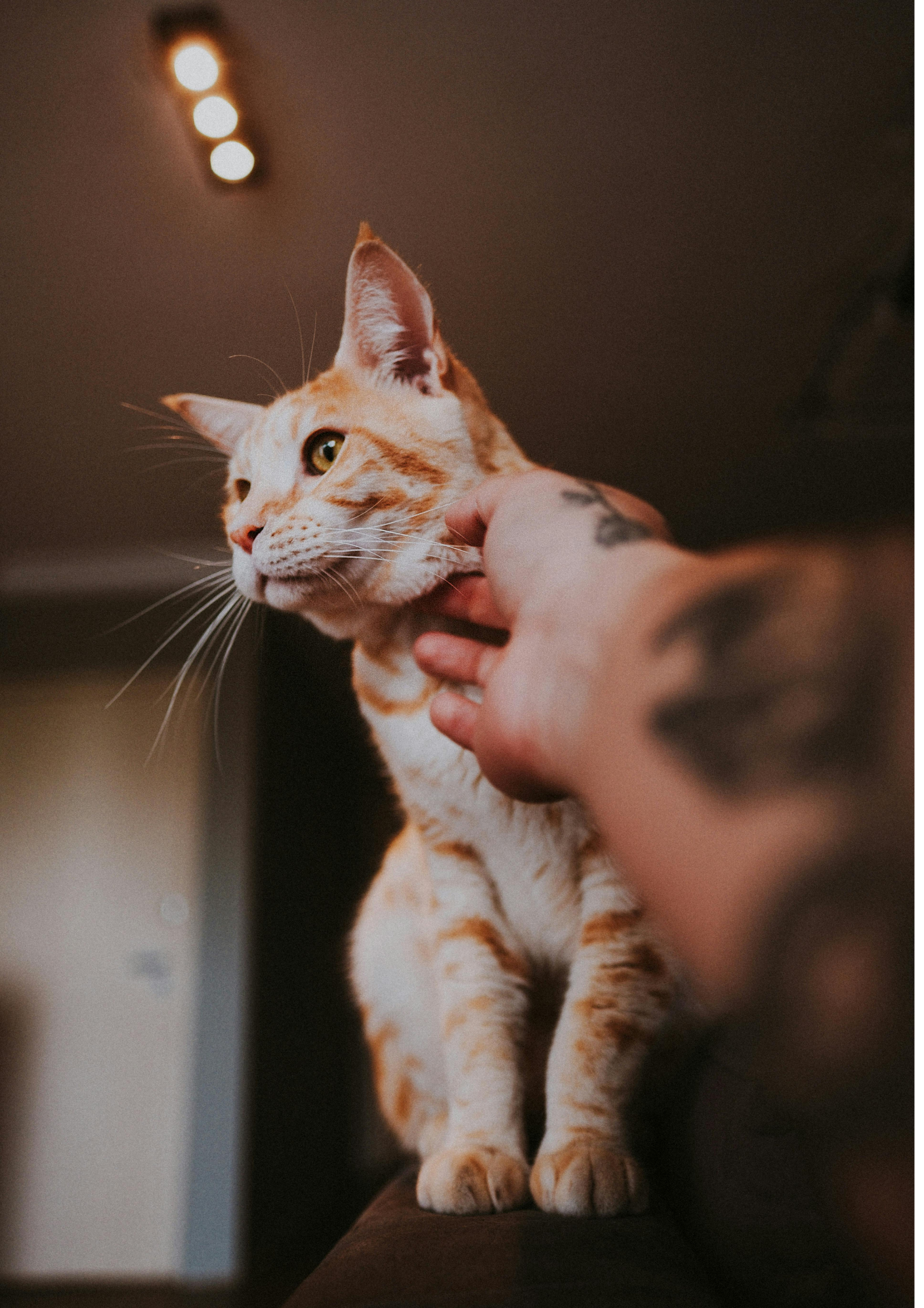 Downloadable Documents, AHC Application Forms and Pet Bereavement Resources