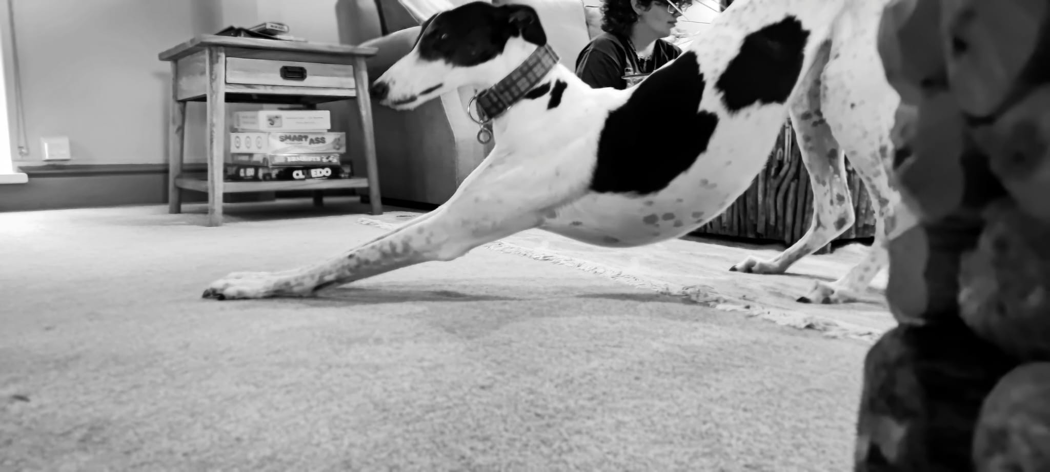 The Vet 2 Go - Mobile Vet & Home Euthanasia in Barnsley | The Vet 2 Go - an independent veterinary practice, owned and run by Dr Petar Petrov MRCVS