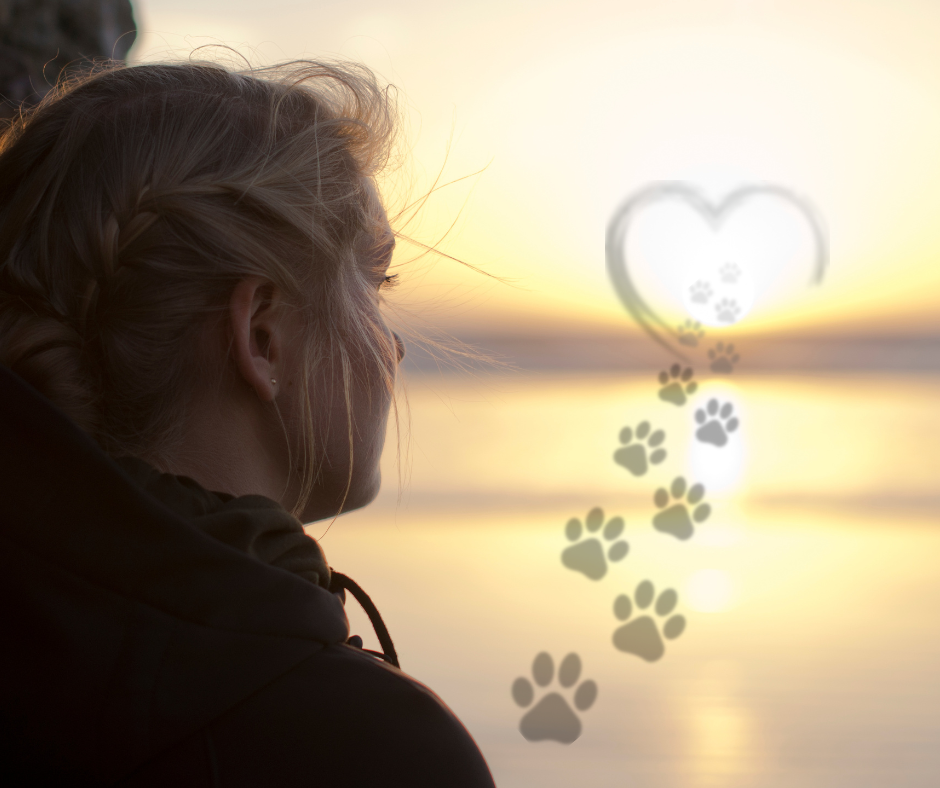 The Vet 2 Go - Mobile Vet & Home Euthanasia in Barnsley | The Vet 2 Go - an independent veterinary practice, owned and run by Dr Petar Petrov MRCVS